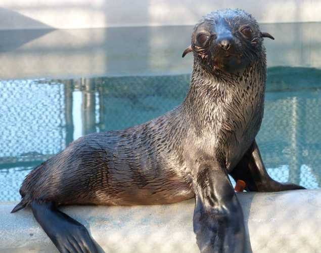 Guadalupe fur seal Joeking