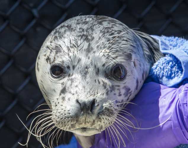 harbor seal Anchorage
