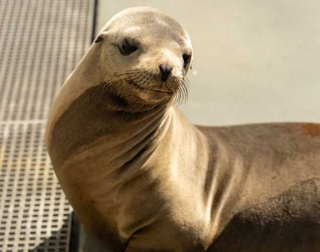 California sea lion