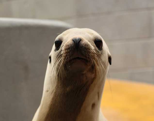 California sea lion Vashon