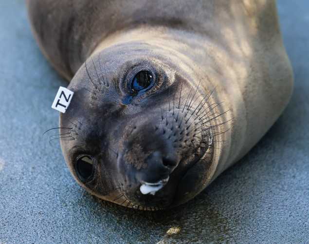 northern elephant seal 