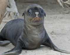 California sea lion pup