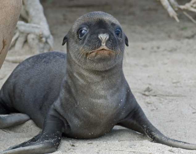 California sea lion pup