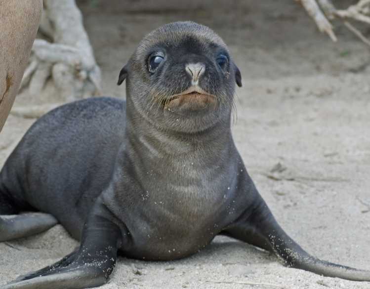 A newborn California sea lion pup rests on the sand close to its mother.