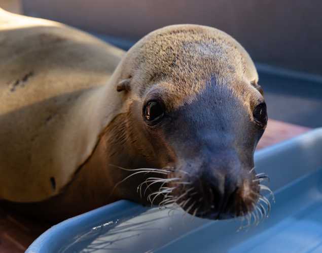 California sea lion Relish