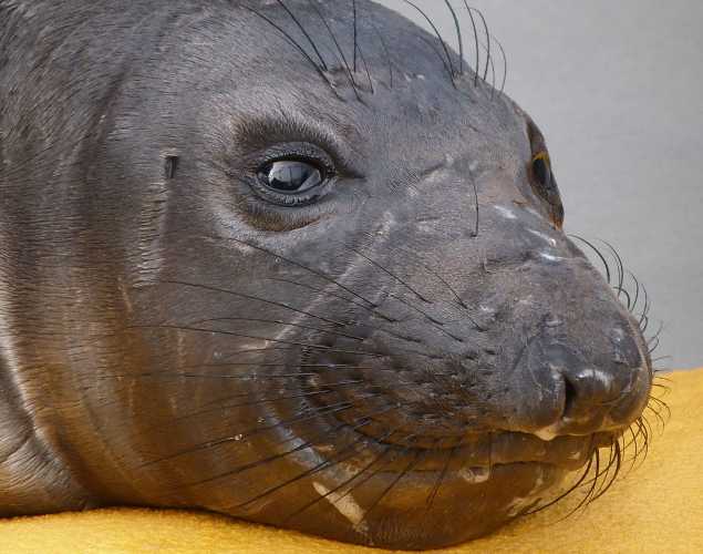 elephant seal Lodown