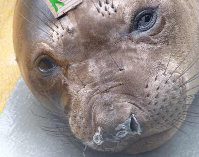 northern elephant seal Lambert