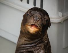Steller sea lion Colby