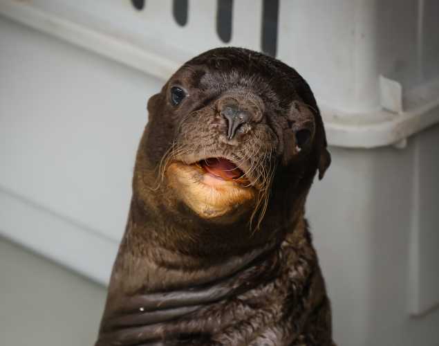 Steller sea lion Colby