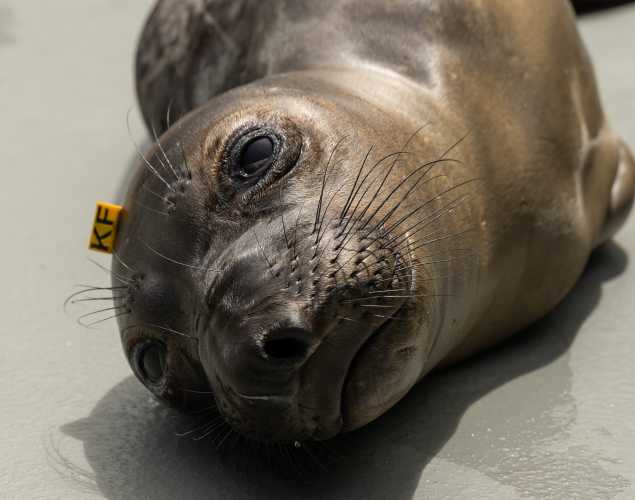 northern elephant seal Trivia