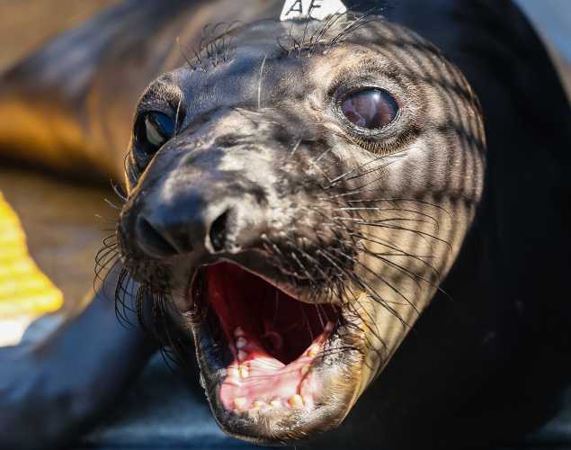northern elephant seal Schoony