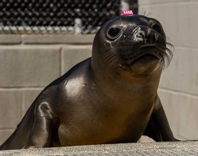northern elephant seal Crosby