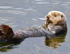 sea otter in a seagrass bed