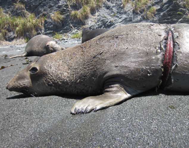 elephant seal Gordo with entanglement wound around his torso