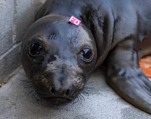 northern elephant seal pup elcap