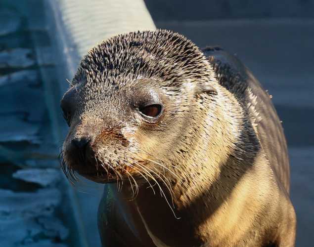 California sea lion Georgetta