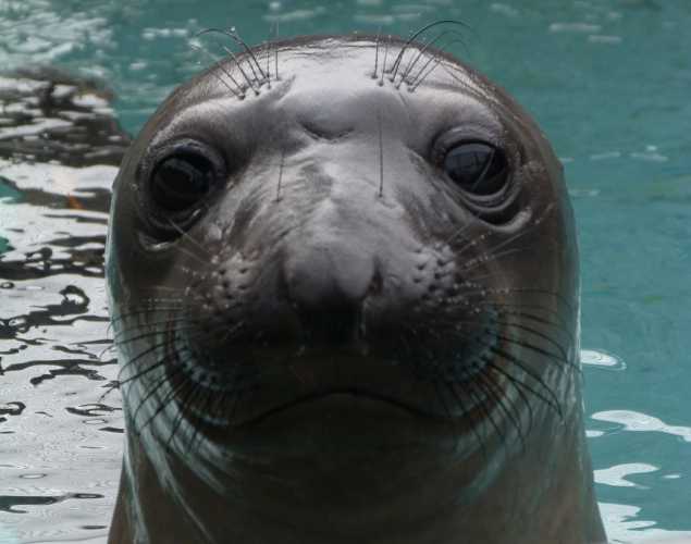 northern elephant seal Kailyn