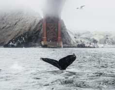 Humpback whale under the Golden Gate Bridge