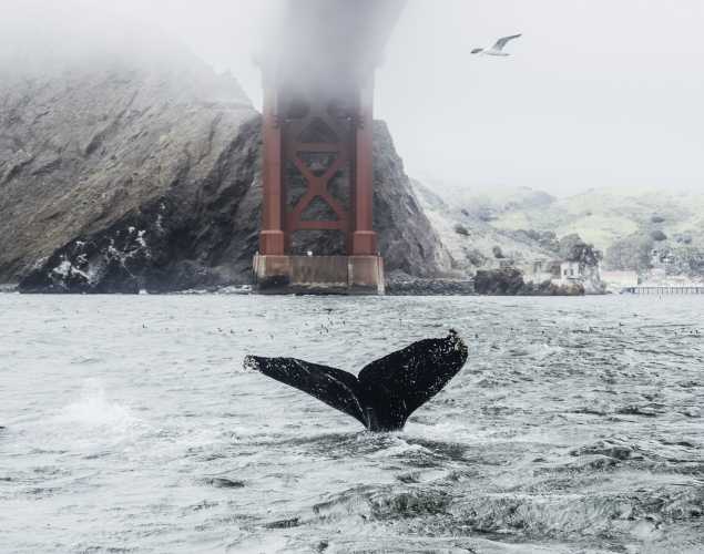 Humpback whale under the Golden Gate Bridge