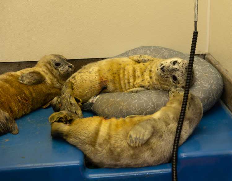 Three newborn harbor seal pups rest at The Marine Mammal Center during rehabilitative care.