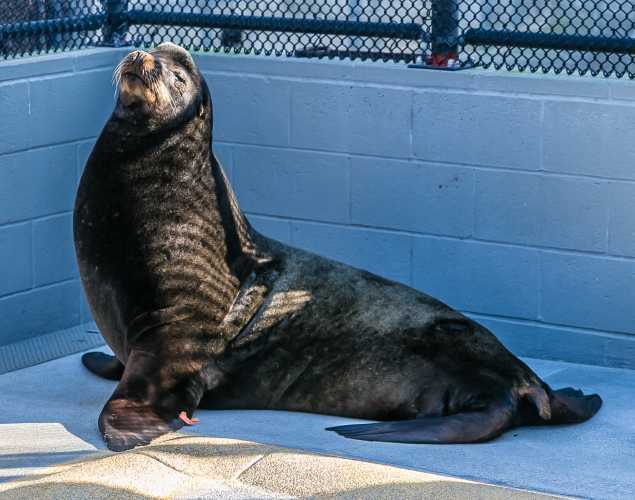 California sea lion Kingfish
