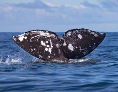 gray whale tail seen above the water