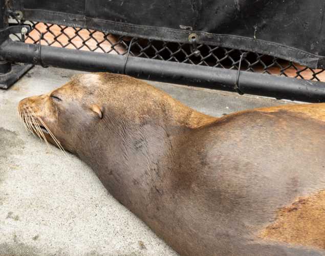 rings california sea lion