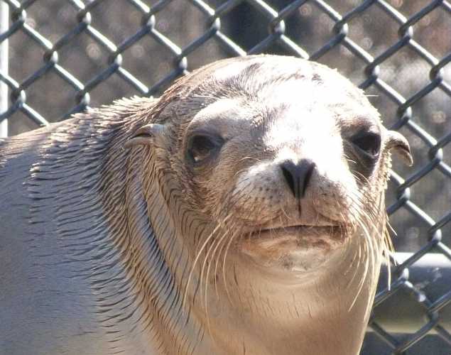 California sea lion Clamder