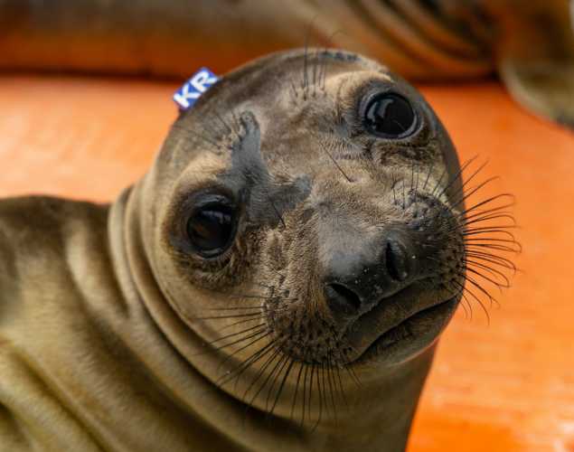 elephant seal pup