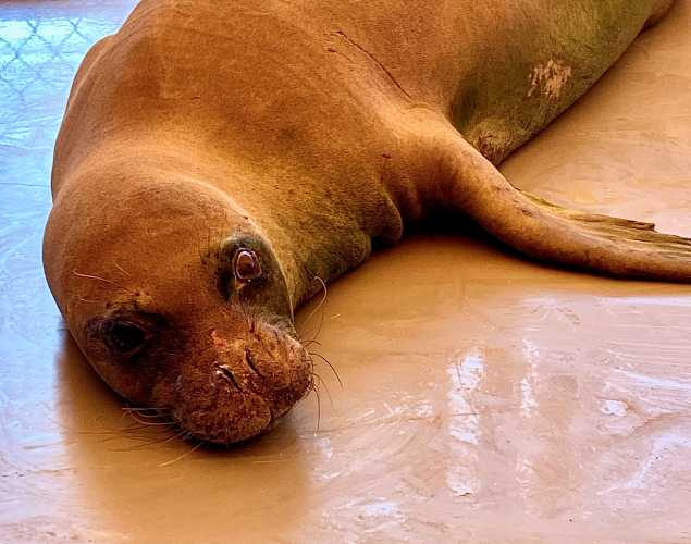 Hawaiian monk seal RW22