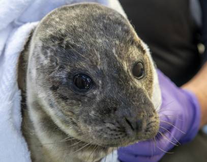 harbor seal Uno