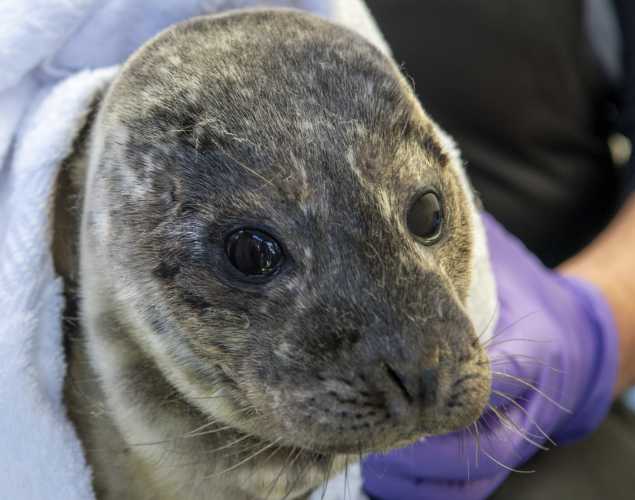 harbor seal Uno
