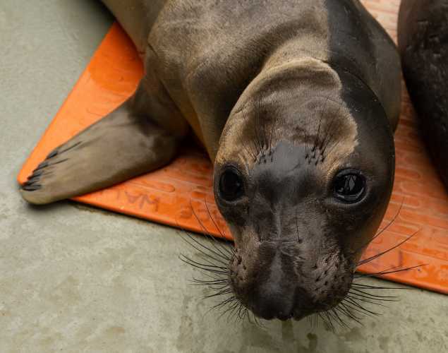 northern elephant seal Piaga