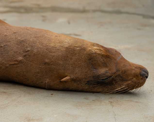 palladium california sea lion