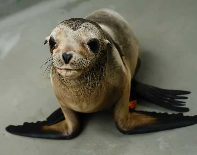 California sea lion Elio