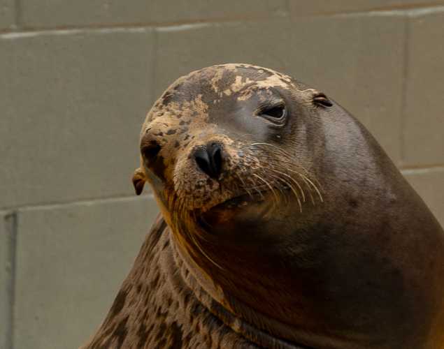 California sea lion Ladeda