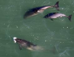 harbor porpoises eating a large fish