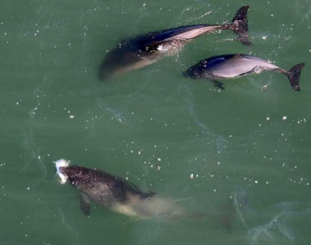 harbor porpoises eating a large fish