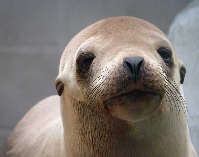 California sea lion Fraites