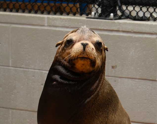 California sea lion Mayhem