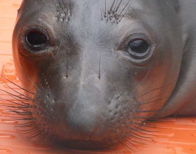 elephant seal Jehosephat