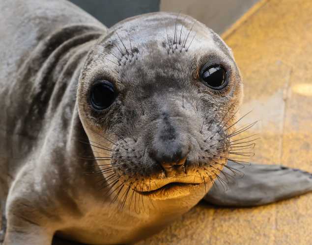 northern elephant seal Nugget