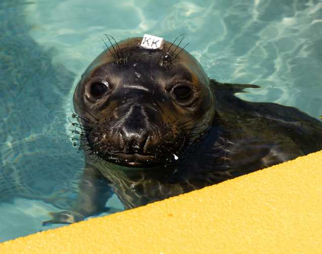 northern elephant seal Thomas
