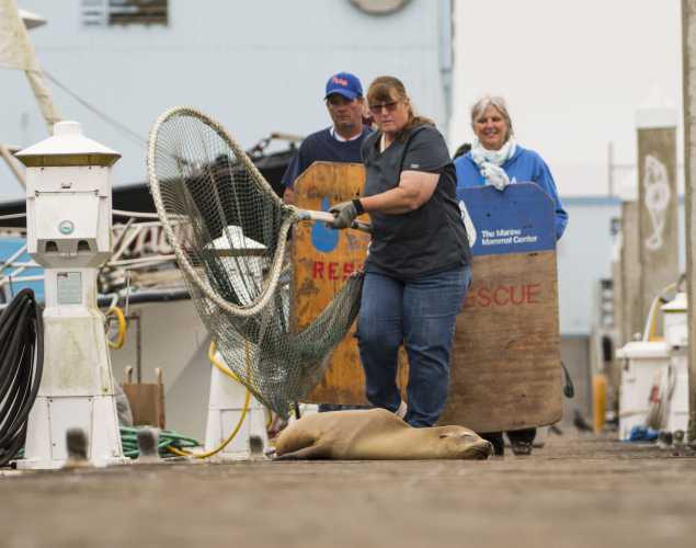 three trained responders with a rescue net and boards approach a sick sea lion on a dock