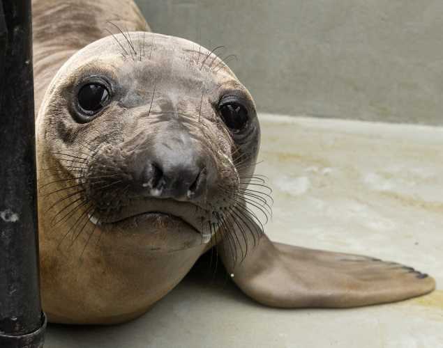 northern elephant seal Embee