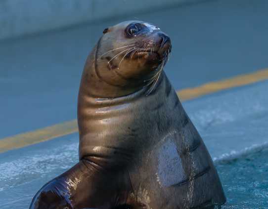 Steller sea lion pup Smores
