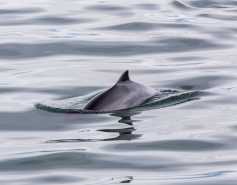 harbor porpoise