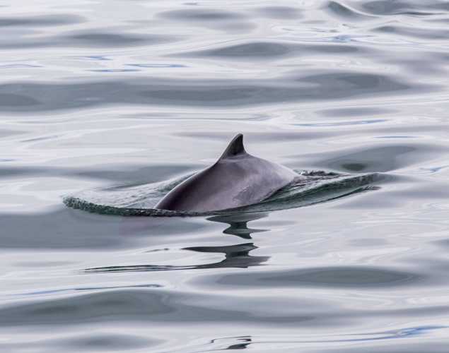 harbor porpoise