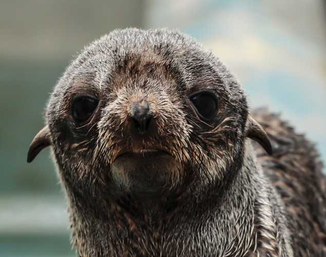 northern fur seal Jamroll