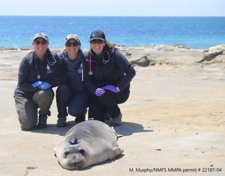 Three researchers kneel on the beach in front of a sedated elephant seal with a satellite tag on its head.